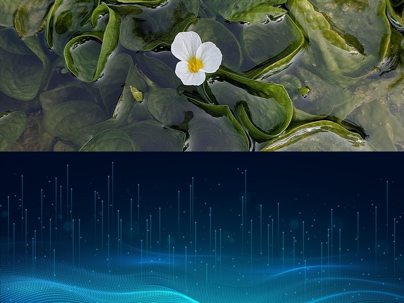 全棧開(kāi)發(fā)者